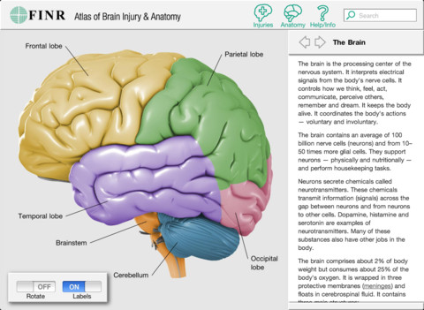 brain atlas